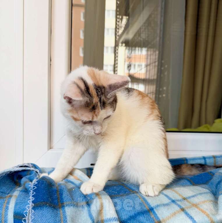 Кошки в Москве: Трехцветная котенок Зефирка в добрые руки Девочка, Бесплатно - фото 4