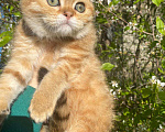Кошки в Нижнем Новгороде: Шотландский котик Мальчик, 20 000 руб. - фото 1