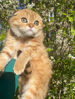 Объявление: Шотландский котик, 20 000 руб., Нижний Новгород
