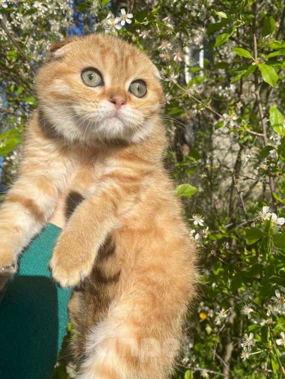 Кошки в Нижнем Новгороде: Шотландский котик Мальчик, 20 000 руб. - фото 1