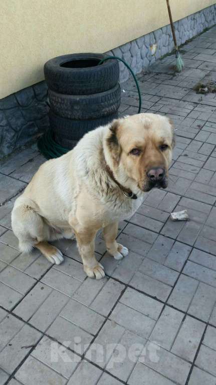 Собаки в Иваново: Свидание., Бесплатно - фото 1