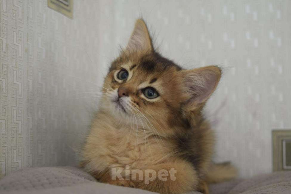 Кошки в Кургане: котята, 25 000 руб. - фото 1