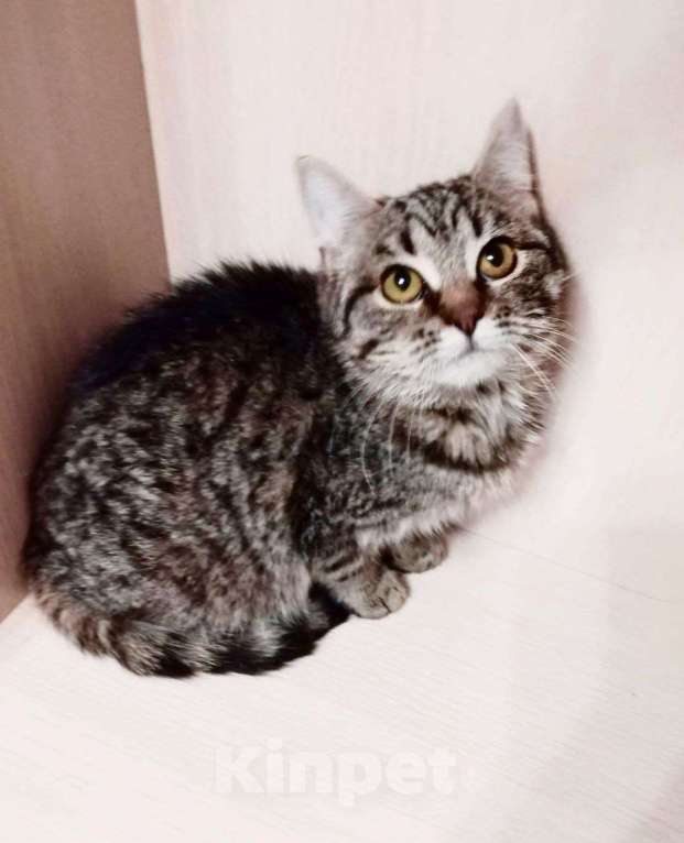 Кошки в Балашихе: Кася кошечка ищет дом Девочка, Бесплатно - фото 2