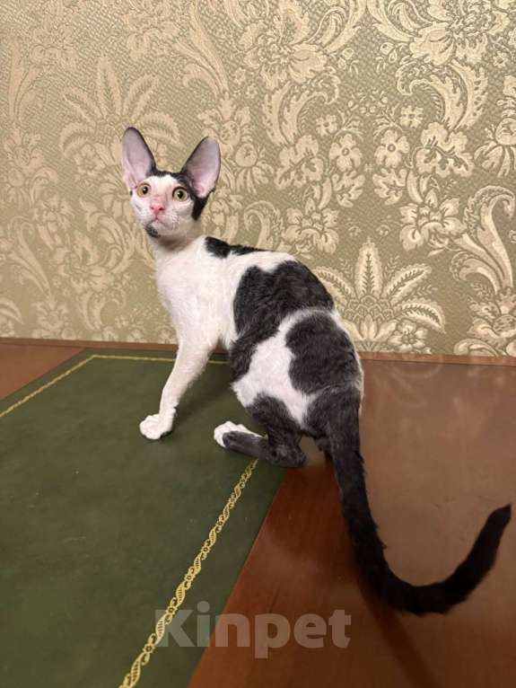 Кошки в Санкт-Петербурге: Котенок корниш -рекс Девочка, Бесплатно - фото 1