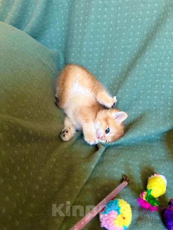 Кошки в Москве: Плюшевая золотая шиншилла Девочка, 41 000 руб. - фото 8