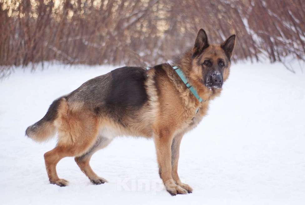 Собаки в Москве: Чезар готов стать самым верным, только бы нашлась для него семья Мальчик, Бесплатно - фото 3