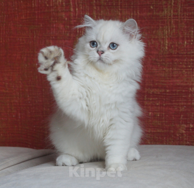 Кошки в Челябинске: Котик хайленд страйт с синими глазами. Мальчик, 25 000 руб. - фото 2