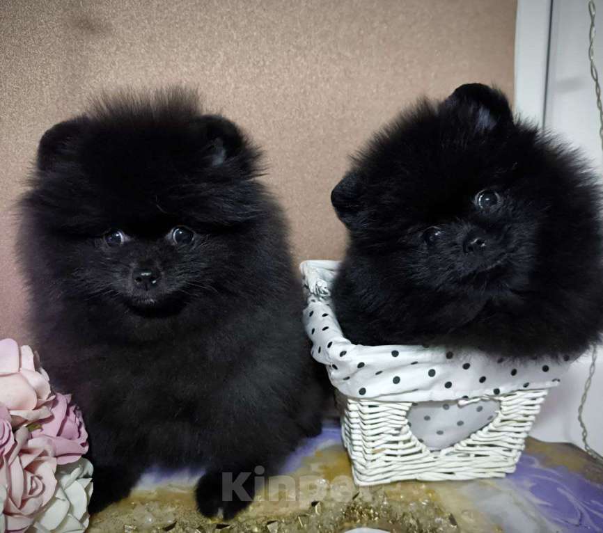Собаки в Москве: Померанский шпиц черного окраса Мальчик, Бесплатно - фото 9