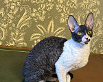 Кошки в Санкт-Петербурге: Корниш -рекс  Девочка, 40 000 руб. - фото 3