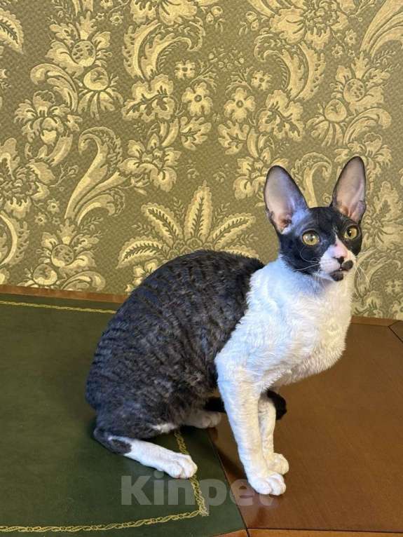 Кошки в Санкт-Петербурге: Корниш -рекс  Девочка, 40 000 руб. - фото 3