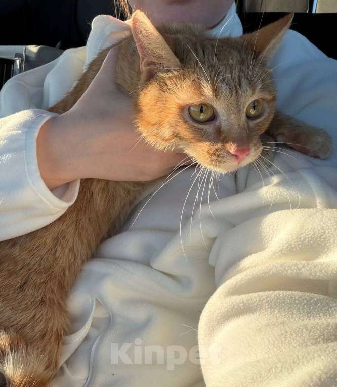 Кошки в Москве: Рыжий-рыжий Мальчик, Бесплатно - фото 3