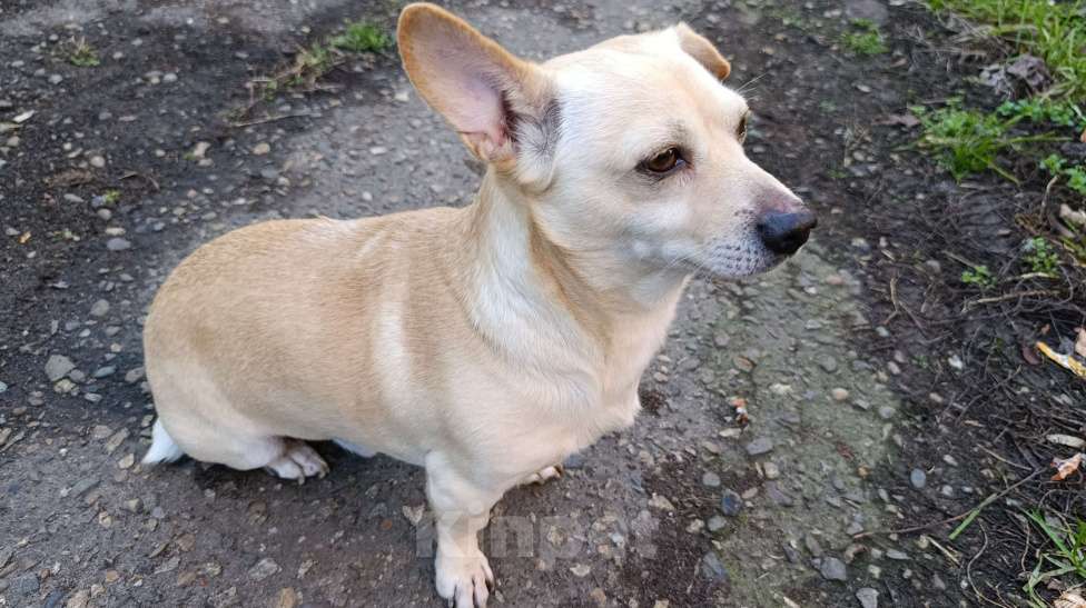 Собаки в Краснодаре: Отдам собачку  Мальчик, Бесплатно - фото 4