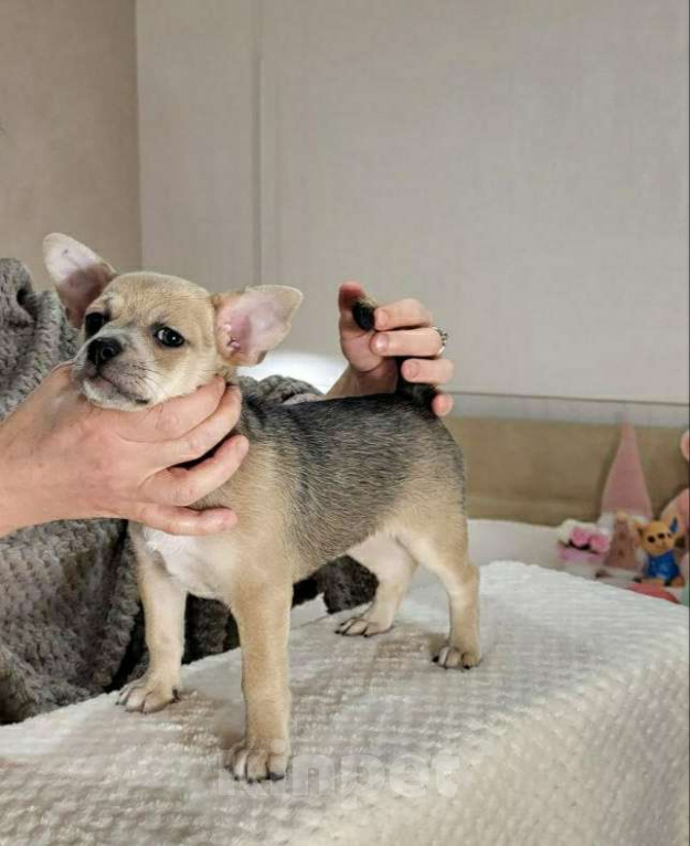 Собаки в Москве: девочка чихуахуа гш крупный стандарт Девочка, 60 000 руб. - фото 8