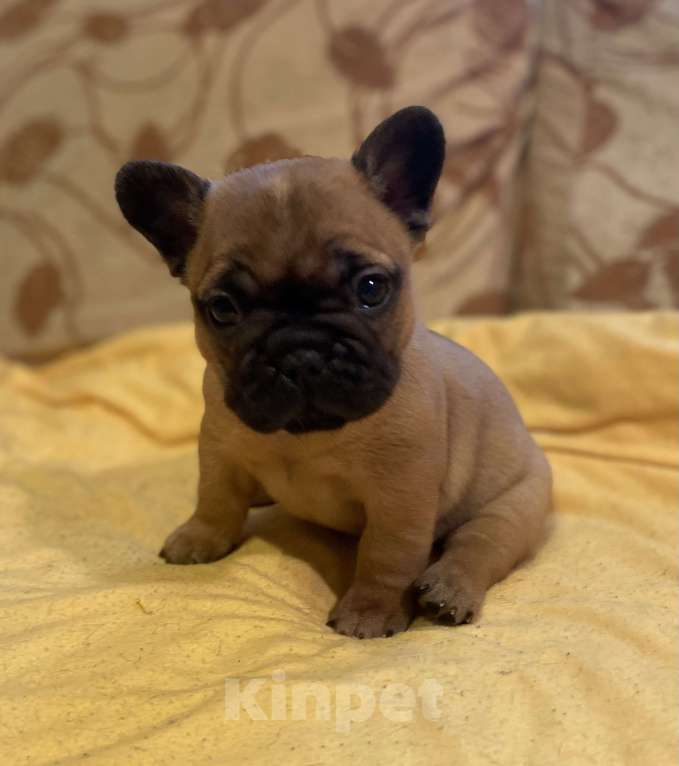 Собаки в Санкт-Петербурге: Очаровательная девочка французик Девочка, 40 000 руб. - фото 2