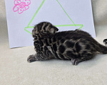 Кошки в Ростове-на-Дону: Бенгал в поиске мамы и папы Девочка, 60 000 руб. - фото 7