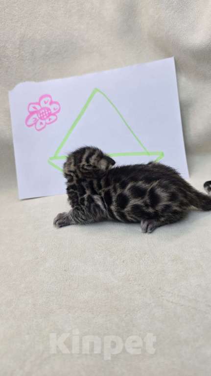 Кошки в Ростове-на-Дону: Бенгал в поиске мамы и папы Девочка, 60 000 руб. - фото 7