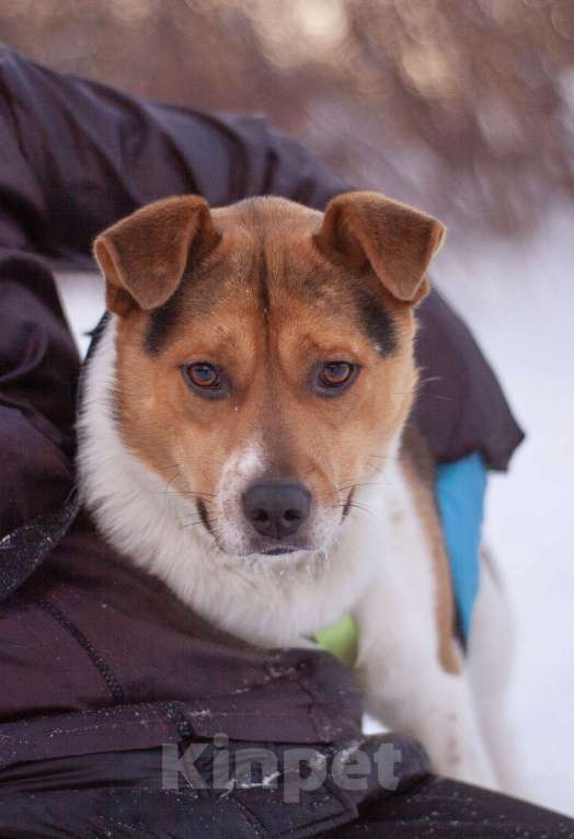 Собаки в Москве: Позитивный Феликс в добрые руки Мальчик, Бесплатно - фото 4