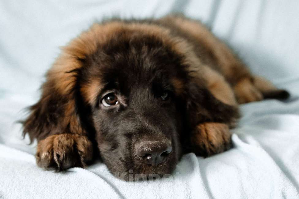 Собаки в Йошкаре-Оле: Продажа щенка Девочка, Бесплатно - фото 6