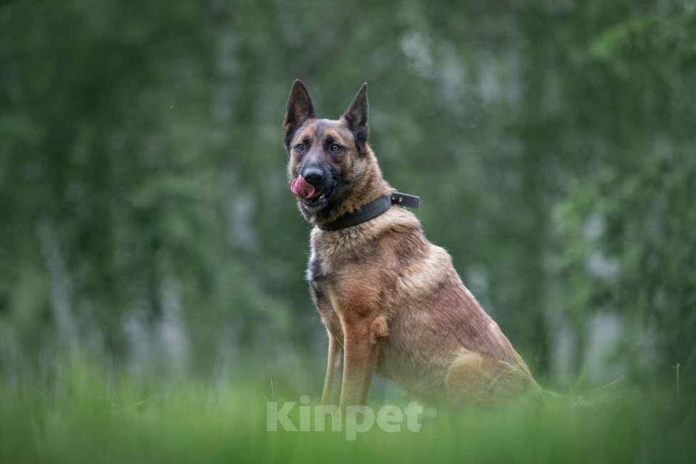 Собаки в Москве: Малик Мальчик, Бесплатно - фото 2