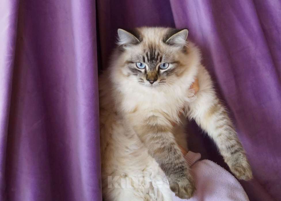 Кошки в Краснодаре: Невская маскарадная котенок Барэль очень пушистый в окрасе колор поинт Мальчик, 27 000 руб. - фото 1