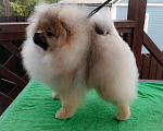 Собаки в Сочи: Девочки-помераночки Девочка, Бесплатно - фото 3