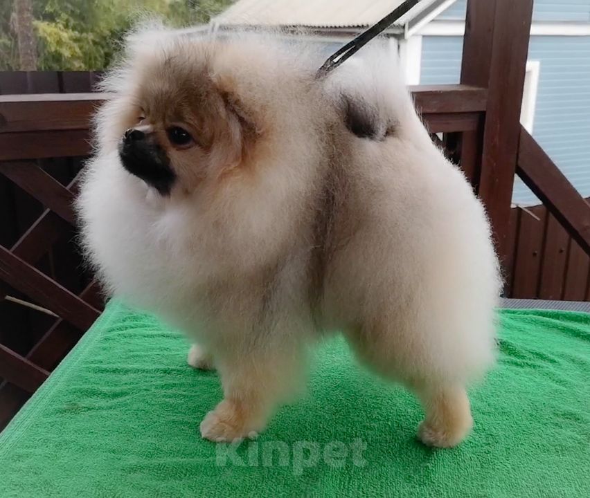 Собаки в Сочи: Девочки-помераночки Девочка, Бесплатно - фото 3