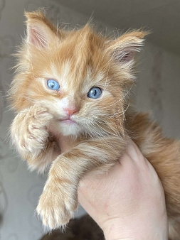 Синеглазое чудо мейн-кунёнок