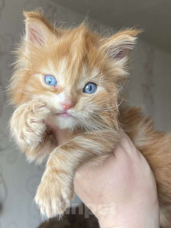 Кошки в Москве: Синеглазое чудо мейн-кунёнок Мальчик, Бесплатно - фото 1