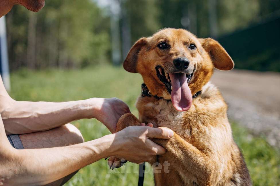 Собаки в Москве: Компактный домашний пёсик в поисках дома.  Мальчик, Бесплатно - фото 4