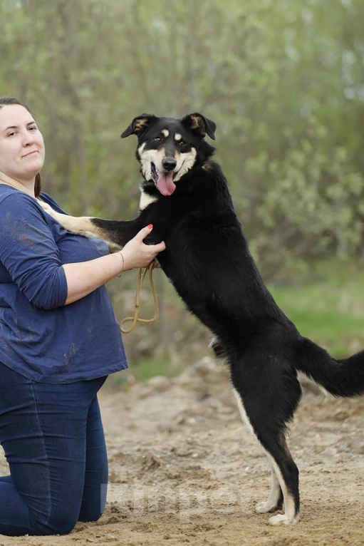 Собаки в Москве: Корсак из приюта мечтает о доме Мальчик, Бесплатно - фото 4