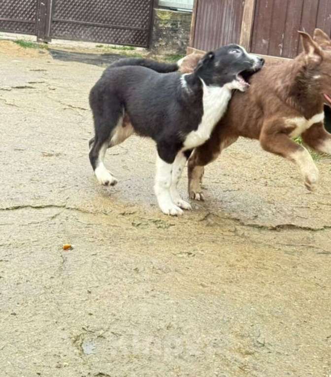 Собаки в других городах Владимирской области: Красавец малыш в лучшие добрые ручки Мальчик, Бесплатно - фото 4