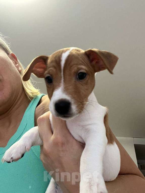 Собаки в Одинцово: Щенок Джек Рассел терьер Мальчик, 45 000 руб. - фото 3
