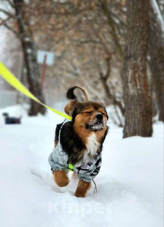 Собаки в Москве: Привет :) Я Бильбо Мальчик, Бесплатно - фото 4