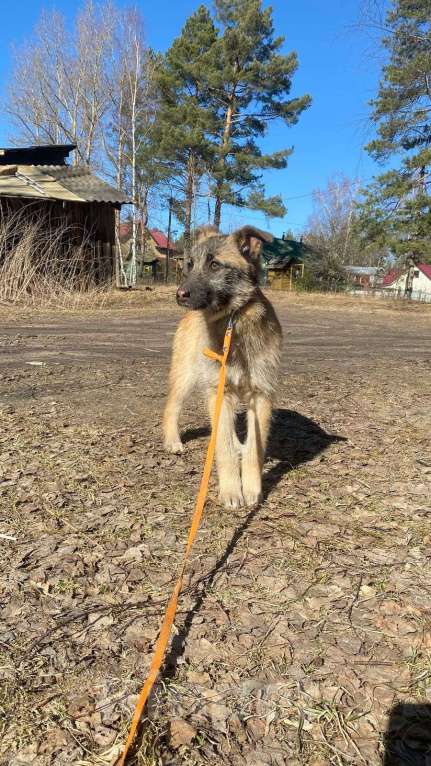 Собаки в Шатуре: Малинка Девочка, Бесплатно - фото 5