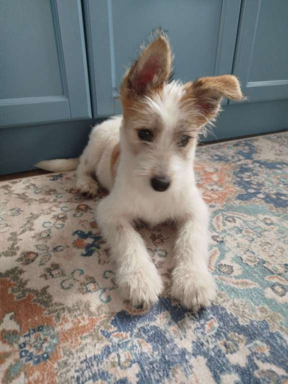 Собаки в Рязани: Ищу хозяина для молодой девочки парсон-рассел терьера Девочка, Бесплатно - фото 2