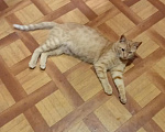 Кошки в Москве: Кошка в добрые руки Девочка, Бесплатно - фото 2
