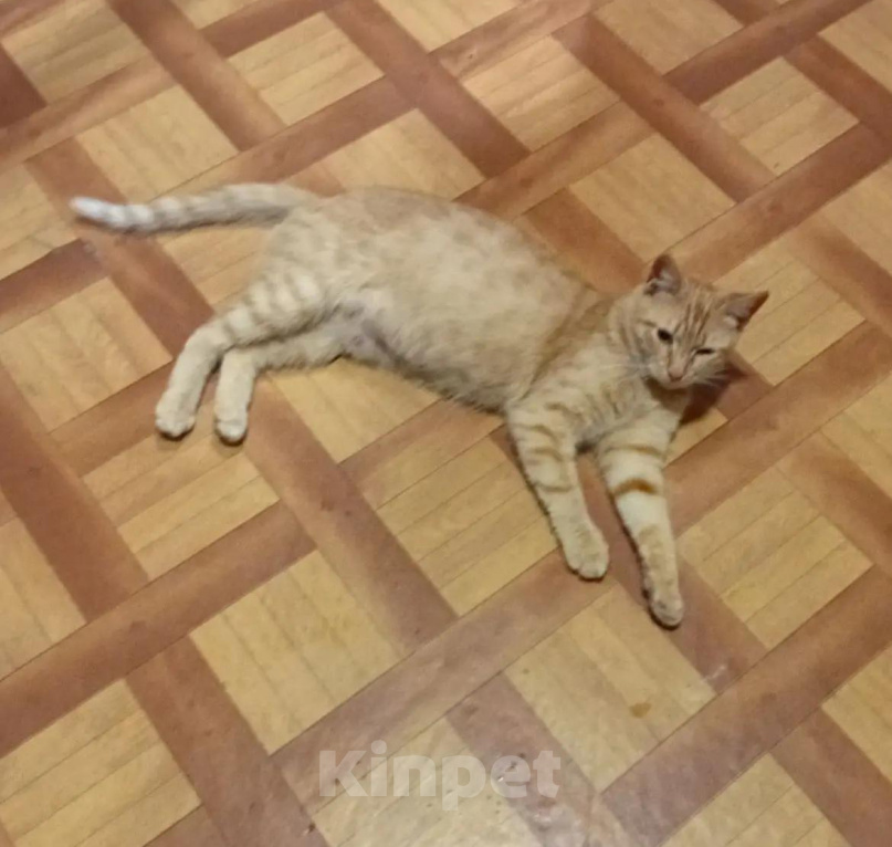 Кошки в Москве: Кошка в добрые руки Девочка, Бесплатно - фото 2