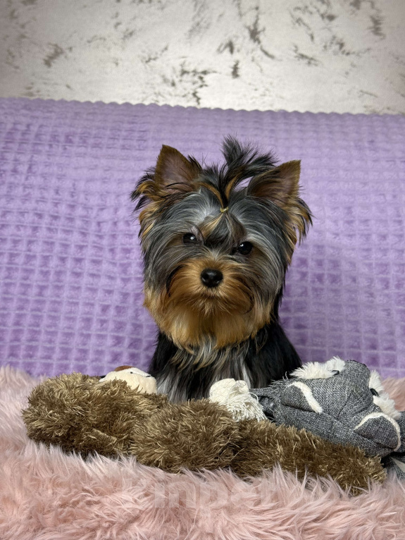 Собаки в Москве: Йоркширский терьер щенок мальчик Мальчик, 55 000 руб. - фото 5