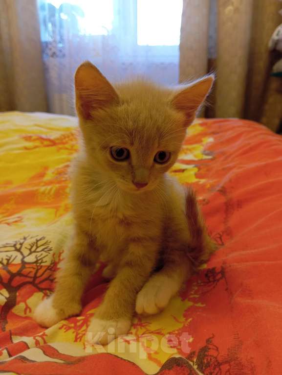 Кошки в Москве: Котята от домашней кошки Мальчик, 500 руб. - фото 8