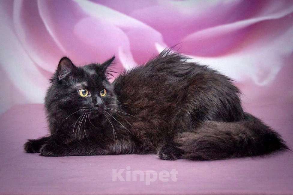 Кошки в Москве: Роскошная пушистая кошка Ночка в добрые руки Девочка, Бесплатно - фото 5