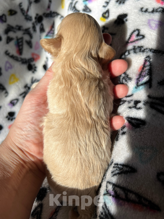 Собаки в Санкт-Петербурге: Мини мальтипу мальчик Мальчик, 160 000 руб. - фото 3