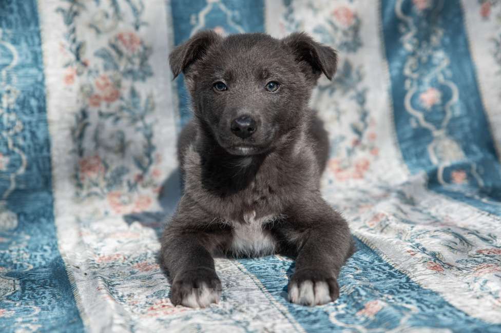Собаки в Москве: Щенок 2х месяцев Бертон в добрые руки Мальчик, Бесплатно - фото 5