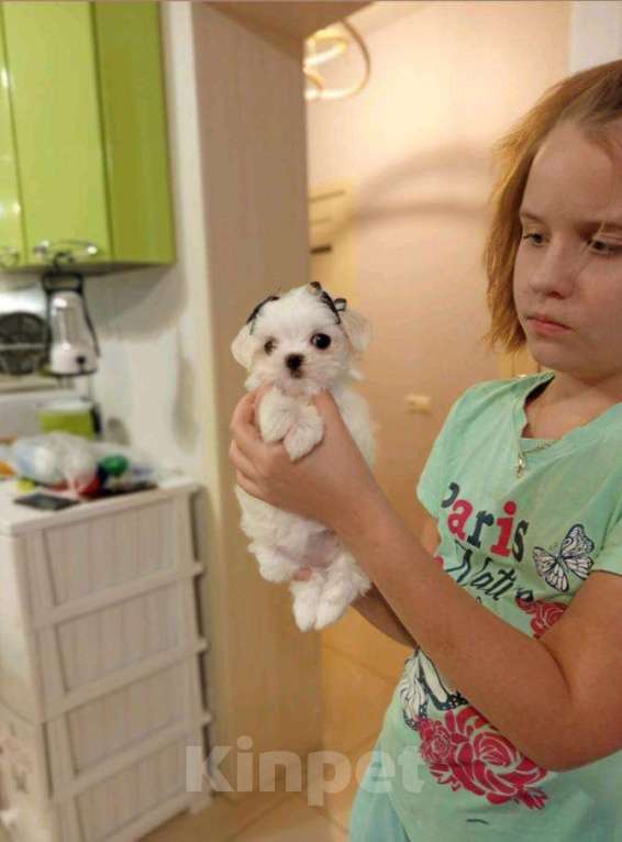 Собаки в Липецке: Мальтезе  Мальчик, 40 000 руб. - фото 7