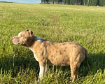 Собаки в других городах Московской области: Американский Булли классик Девочка, 100 000 руб. - фото 6