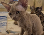 Кошки в Москве: Котенок девон рекс Девочка, 85 000 руб. - фото 2