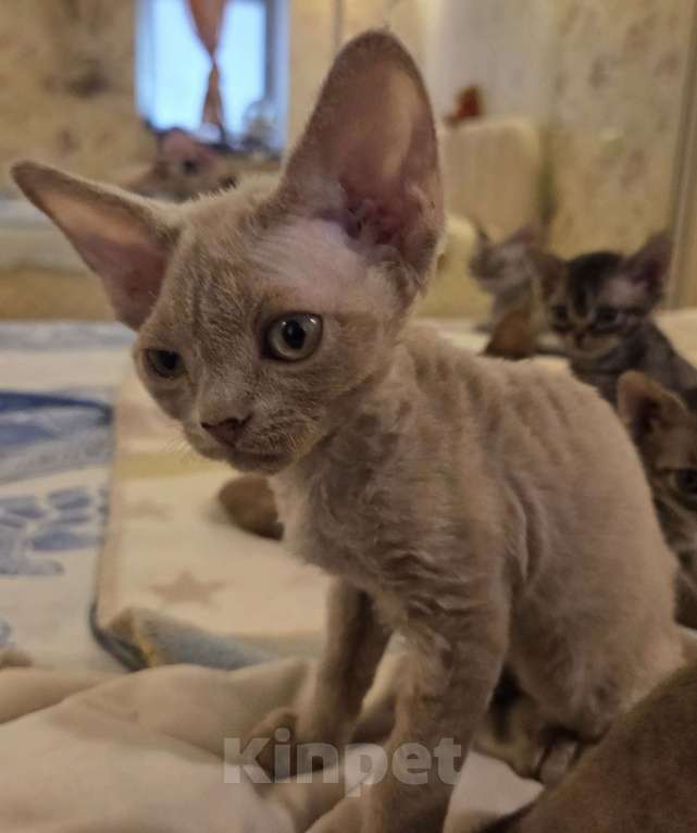 Кошки в Москве: Котенок девон рекс Девочка, 85 000 руб. - фото 2
