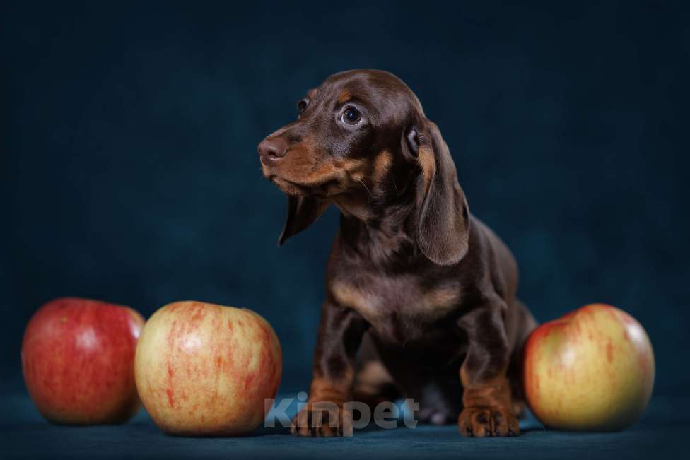 Собаки в Тюмени: Продается мальчик кроличьей/мини таксы Мальчик, 65 000 руб. - фото 2