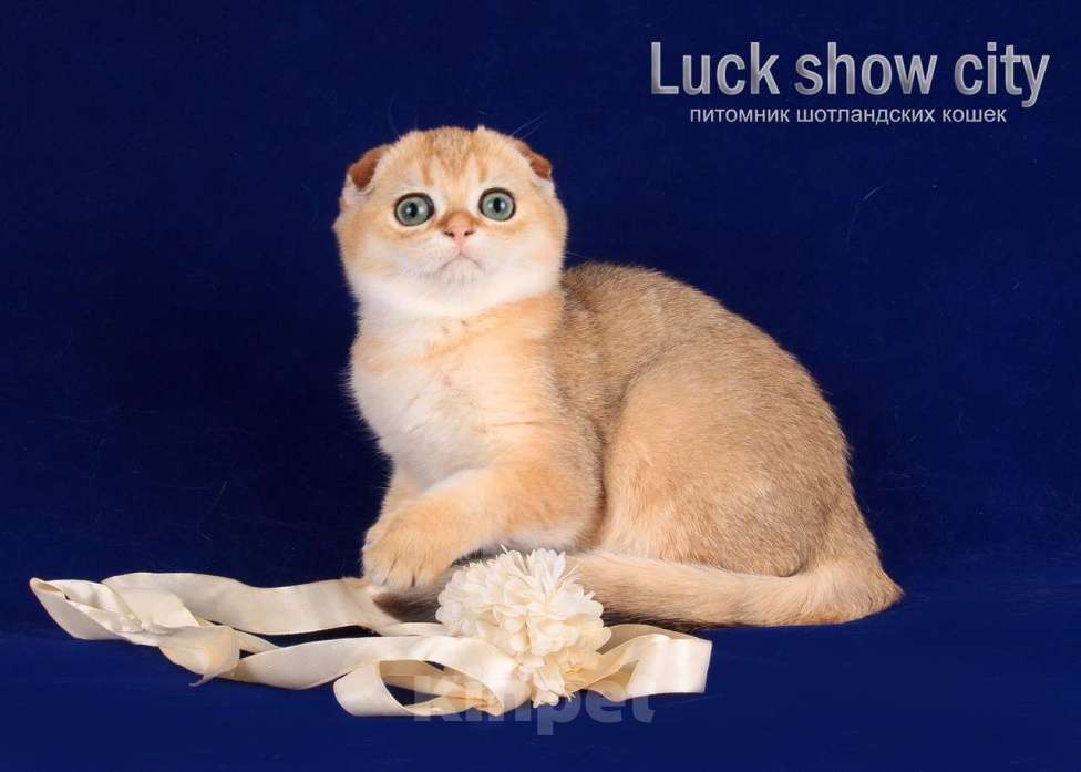 Кошки в Санкт-Петербурге: Золотая скоттиш-фолд Девочка, 75 000 руб. - фото 2