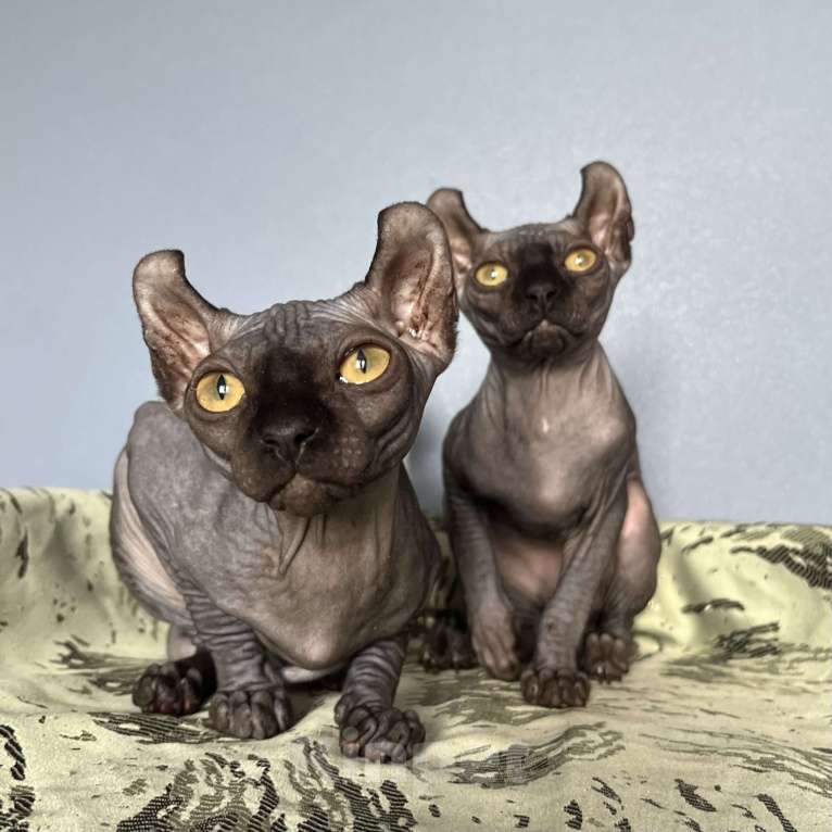 Кошки в Москве: Канадский сфинкс Эльф Девочка, 20 000 руб. - фото 3