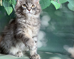 Кошки в других городах Ленинградской области: Котёнок мейн кун Девочка, 40 000 руб. - фото 2